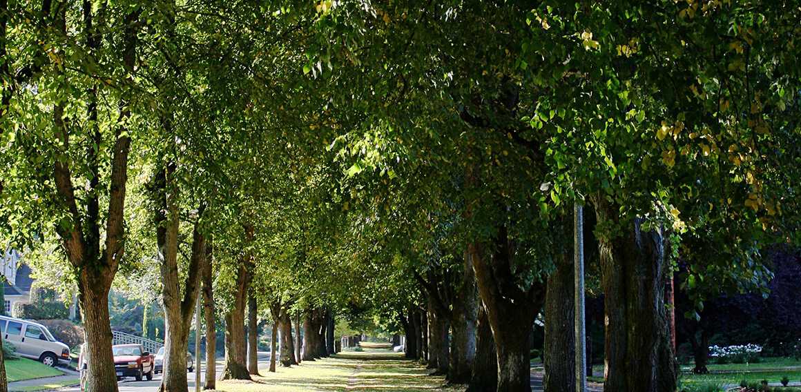 Side walk lined with trees