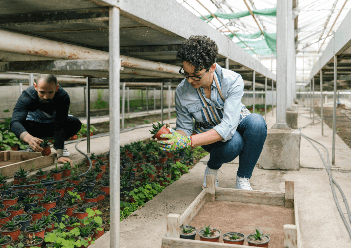 two greenhouse workers covered by corvel's alternative risk solutions tending to plants